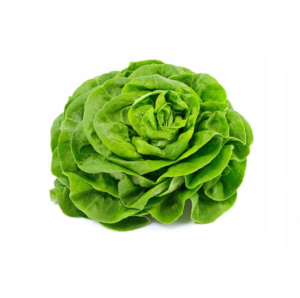 Butterhead lettuce  /  خس الزبدة  /  बटरहेड लेट्यूस  /  سلاد