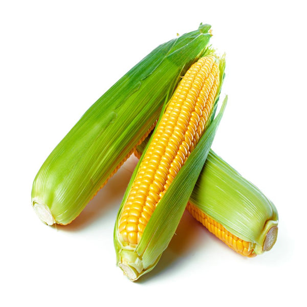 Sweet corn / ذرة حلوة