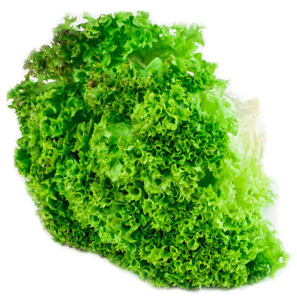 Lollo bionda lettuce