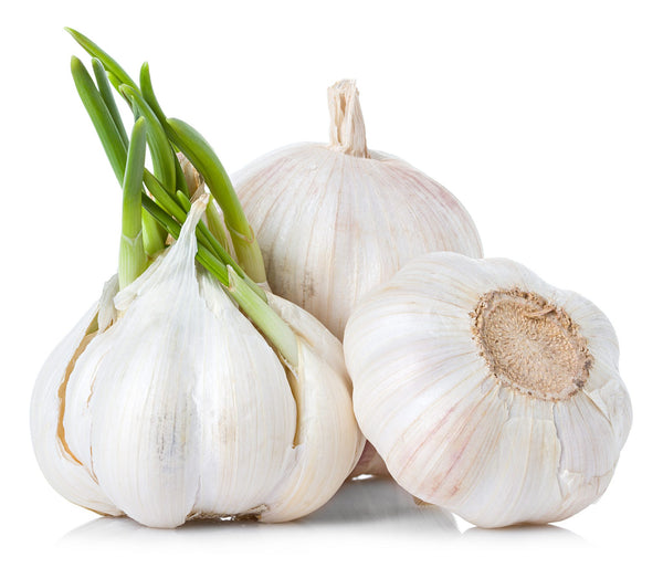 Garlic  /  لہسن  /  लहसुन  /  ثوم