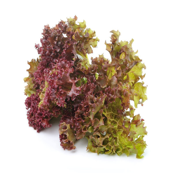 Redleaf Lettuce